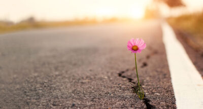 Close up, Pink flower growing on crack street sunset background